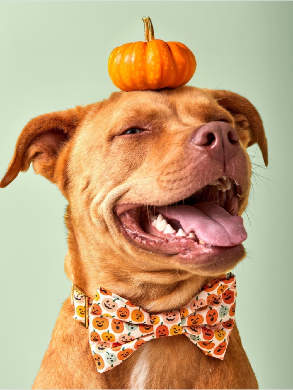 The Foggy Dog Jack-o’Lanterns Halloween Dog Bow Tie Collar